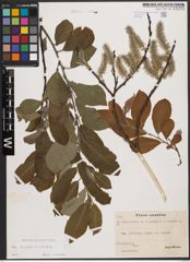 Foto von Salix caprea L. x Salix cinerea L.